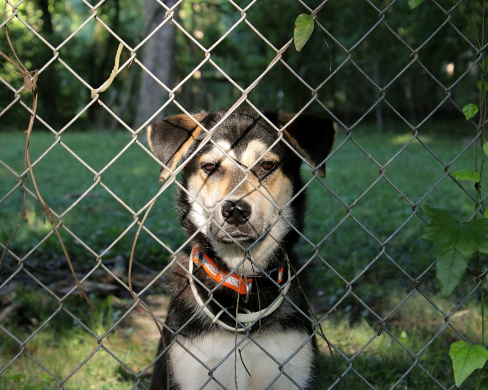 dog fence