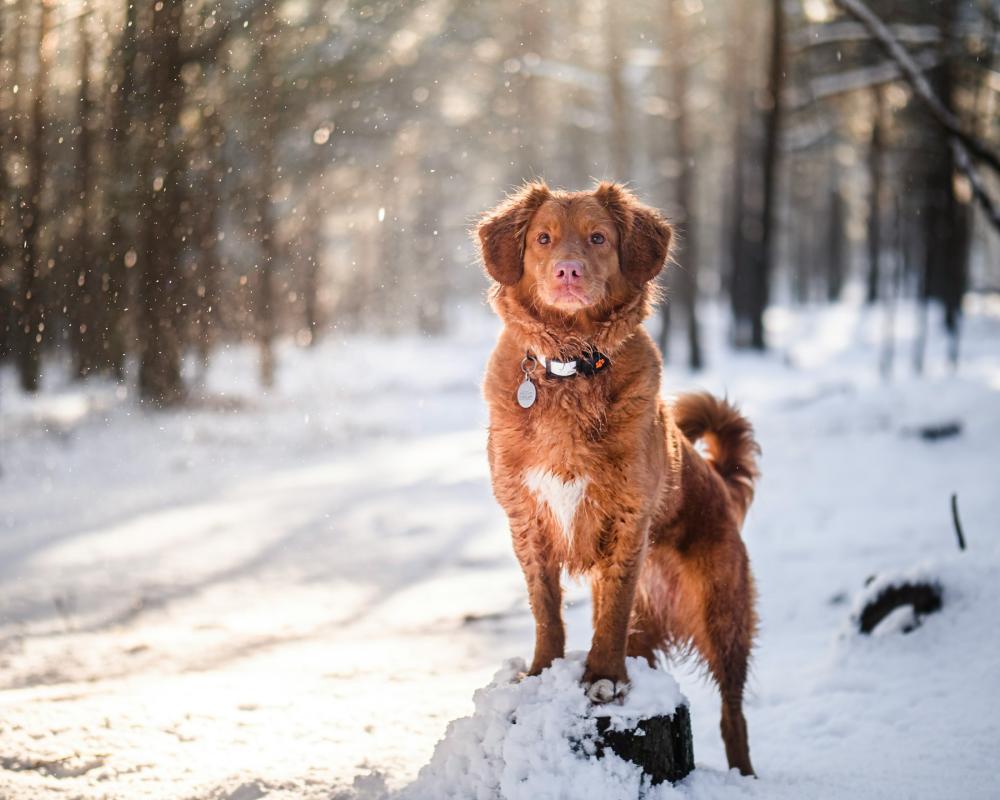 dog snow