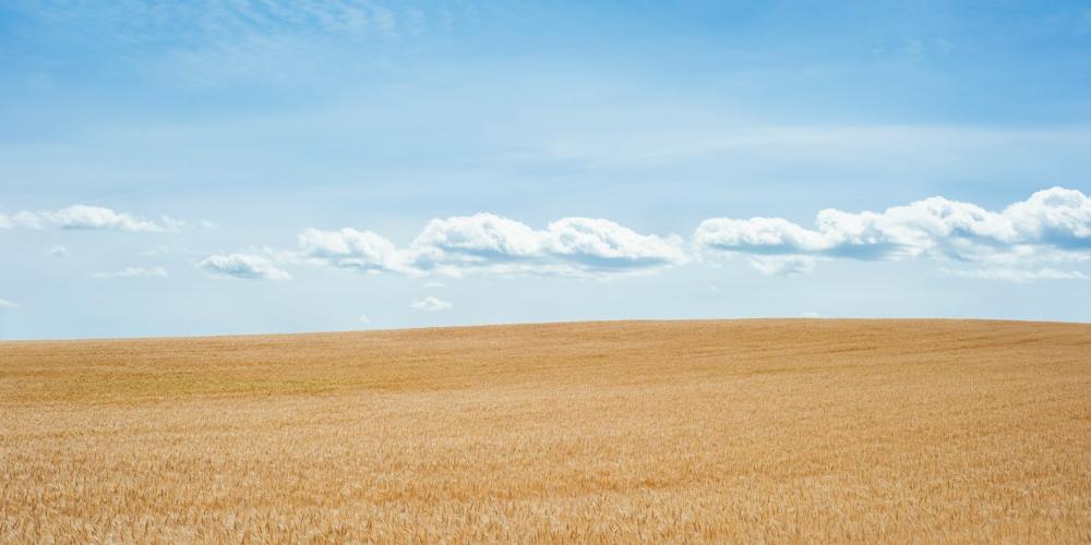 wheat field