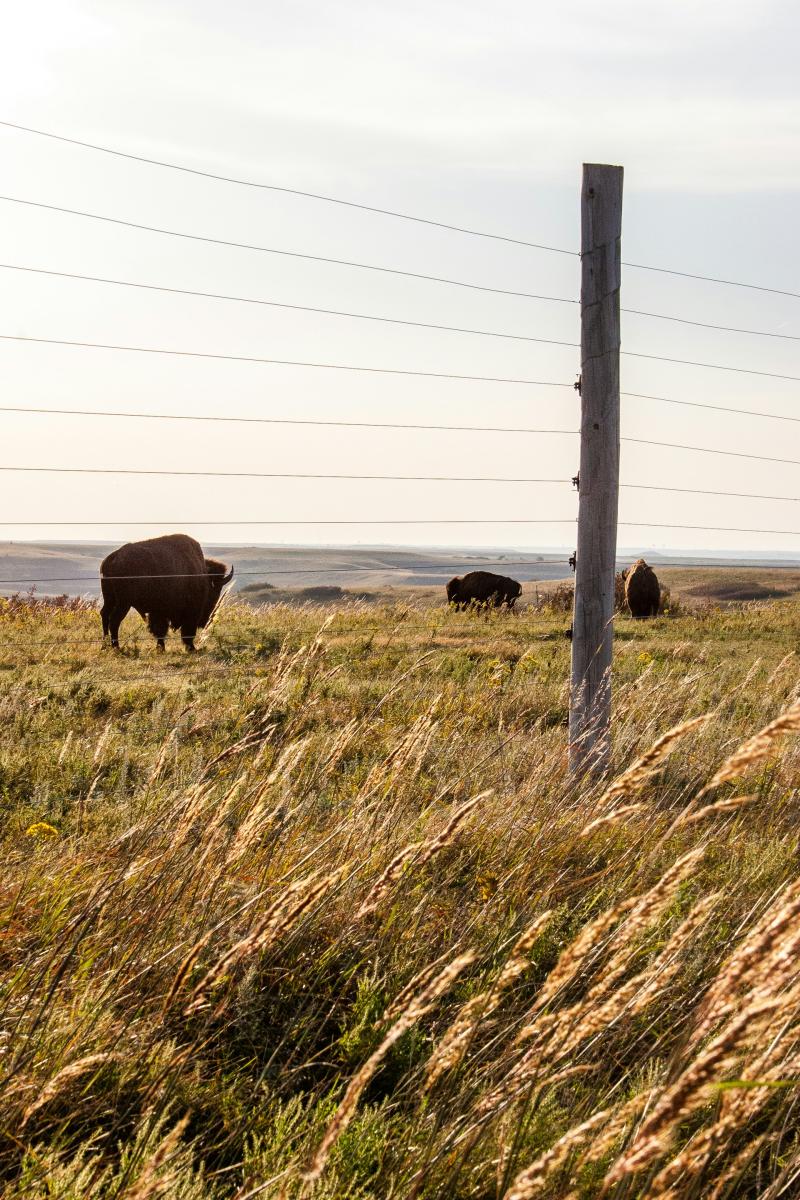 field with bison